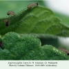 argynnis paphia pyatigorsk larva l1 1